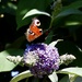 Peacock Butterfly  by carole_sandford