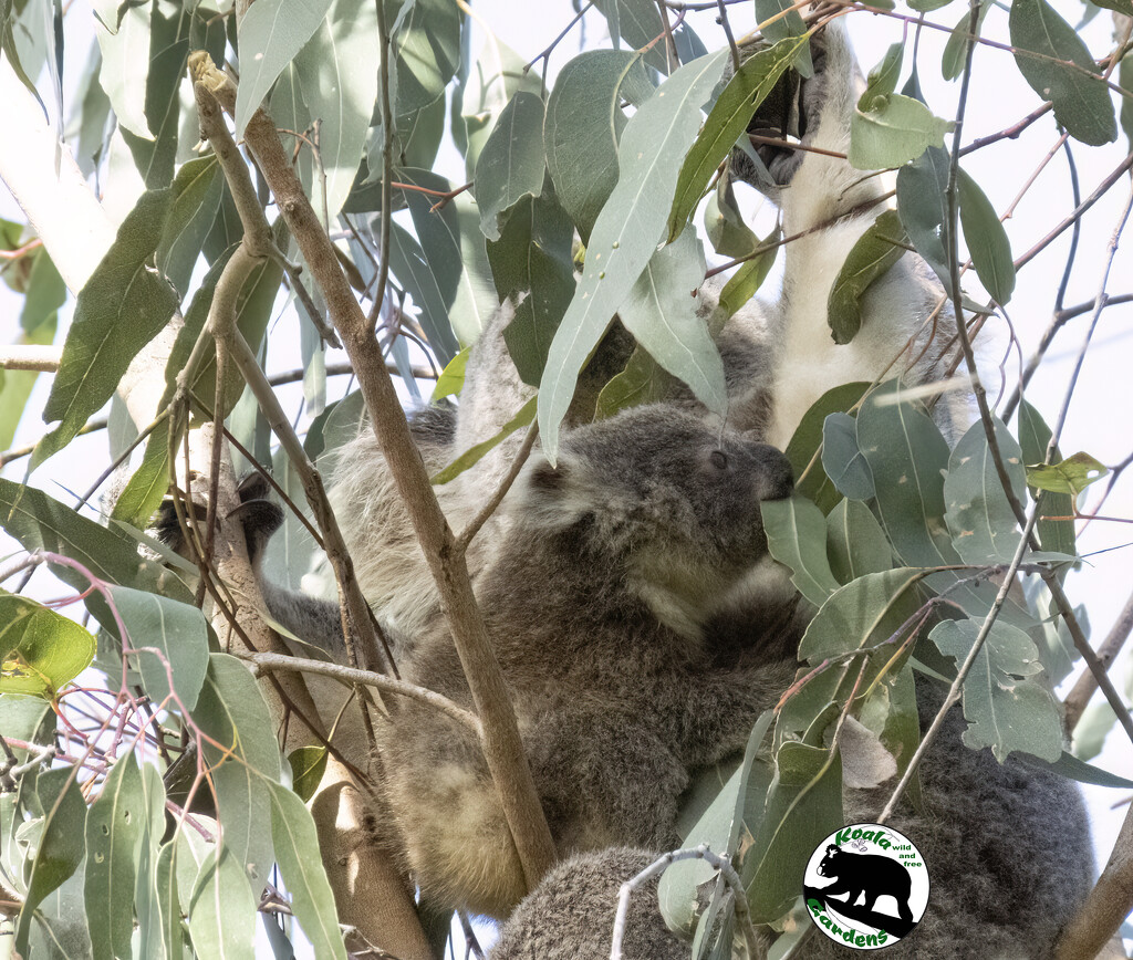 hearty appetite by koalagardens