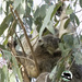 hearty appetite by koalagardens