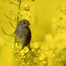 Sparrow in the Rape Field by shepherdmanswife