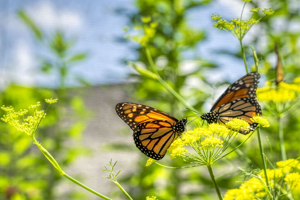 Opposing Monarchs by kvphoto