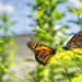 Opposing Monarchs by kvphoto