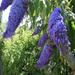 Buddleia by elainepenney