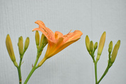 29th Jun 2022 - Day Lily