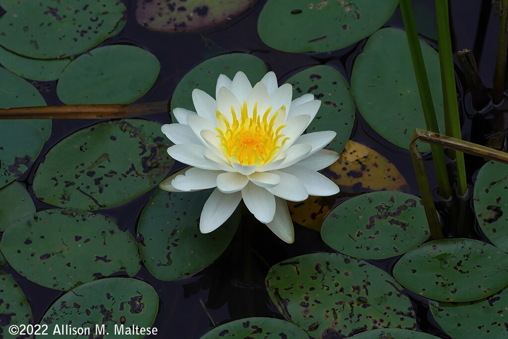Water Lily #2 by falcon11