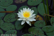 13th Jul 2022 - Water Lily #2