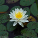 Water Lily #2 by falcon11
