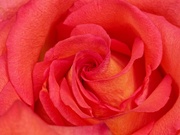 14th Jul 2022 - In the folds of a rose...