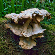 13th Jul 2022 - Fascinating Fungi