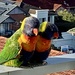 Lovebirds! by deidre
