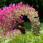 13th Jul 2022 - The Butterfly Bush is finally doing its job