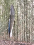 7th Jul 2022 - Feather from the garden