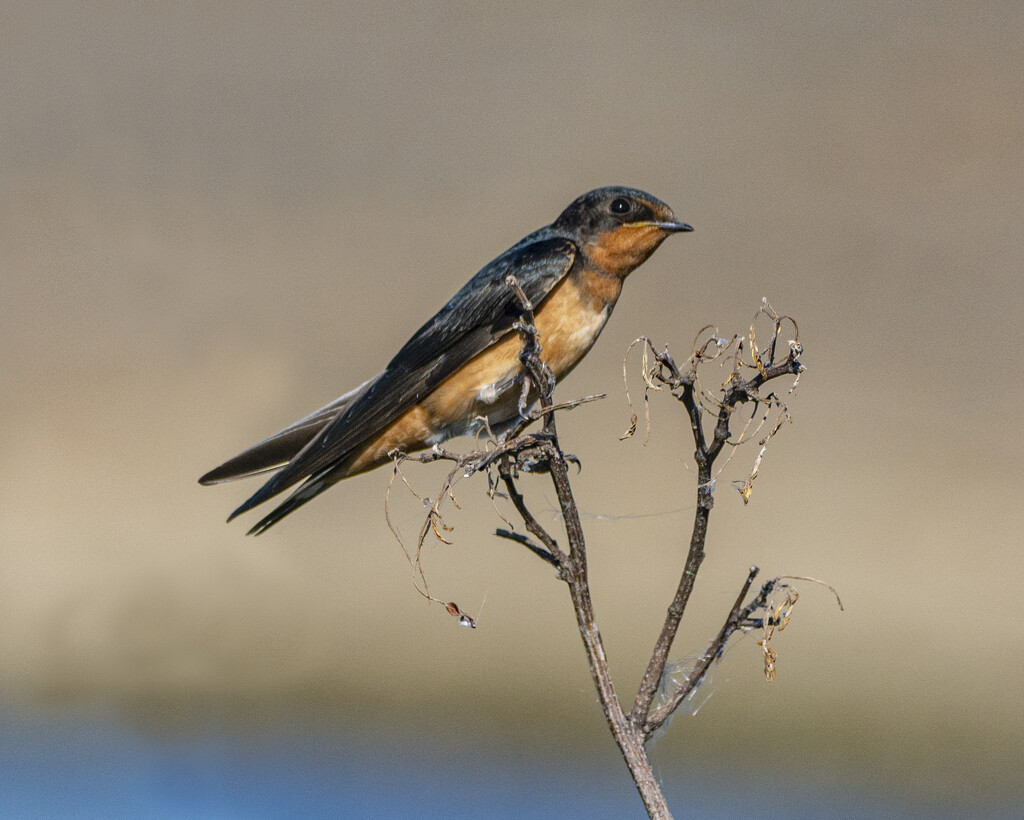 Pretty Barn Swallow by cwbill