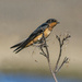 Pretty Barn Swallow by cwbill