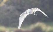 16th Jun 2022 - Spoonbill - Exercise done for the day