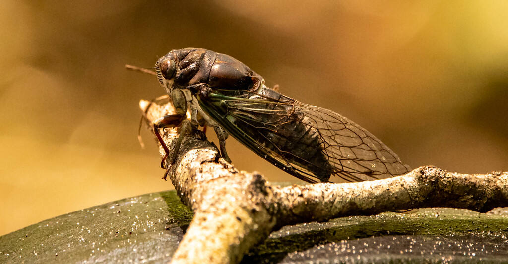 Cicada on the Twig! by rickster549