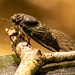 Cicada on the Twig! by rickster549