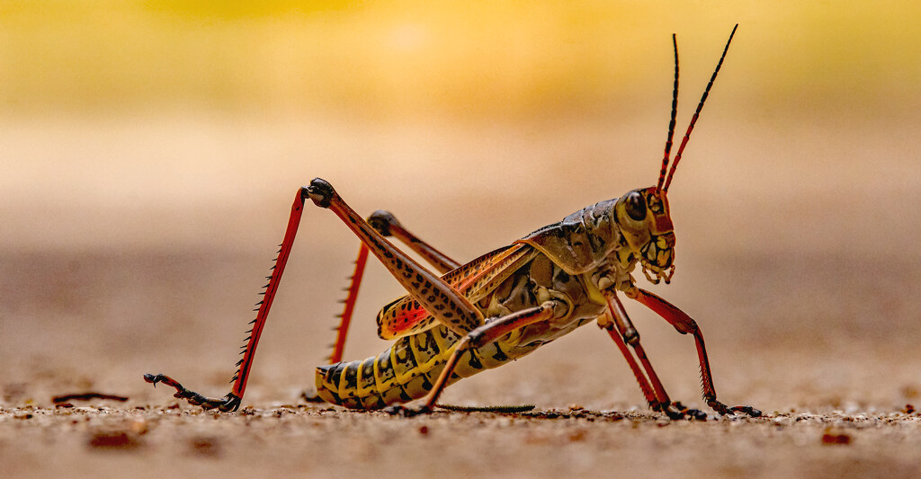Eastern Lubber Grasshopper Crossing the Sidewalk! by rickster549