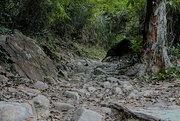 14th Jul 2022 - rocky trail