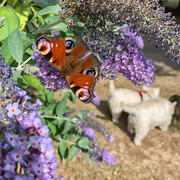14th Jul 2022 - Buddlea, Butterfly and Westies