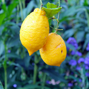 3rd Jul 2022 - A pair of lemons