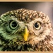 Little Owl (Best on black) by carolmw