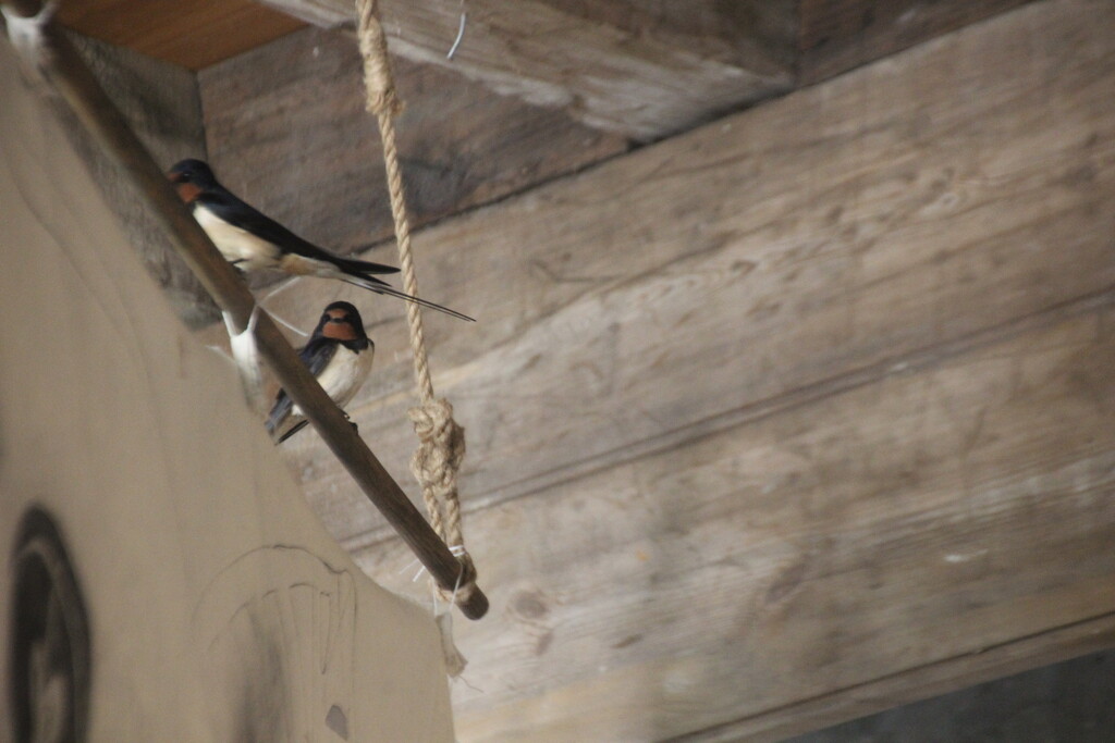 Swallows in the stables at Gibside by mariadarby