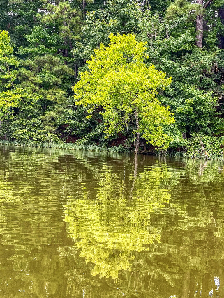 Reflections in Green by k9photo