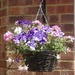 Hanging Basket by foxes37