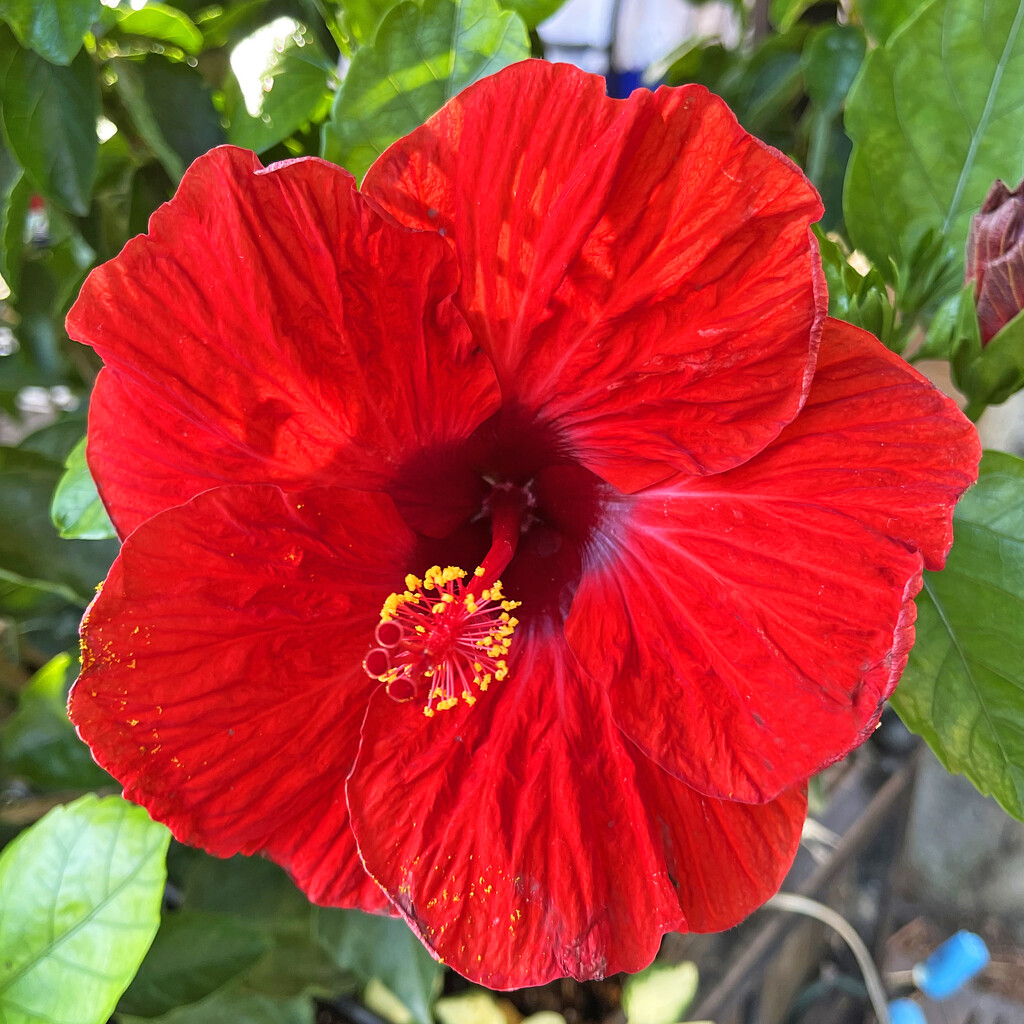 One Red Hibiscus Flower by yogiw