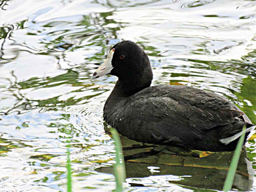 Coot by seattlite