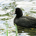 Coot by seattlite