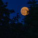 Halloween Moon in July by mdaskin