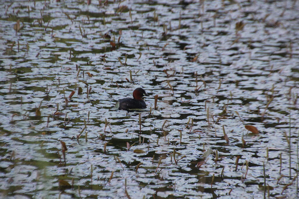 Moorhen on the pond at Gibside by mariadarby