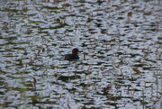 8th Jun 2022 - Moorhen on the pond at Gibside