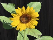 14th Jul 2022 - Sunflower 