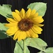 Sunflower  by dkellogg