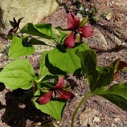 19th May 2022 - Red Trilliums