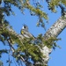 Golden-winged Warbler by sunnygreenwood
