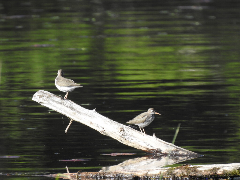 Spotted Sandpiper by sunnygreenwood