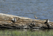 14th Jul 2022 - Shore Bird AT Little Three Creeks Lake 