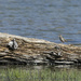 Shore Bird AT Little Three Creeks Lake  by jgpittenger