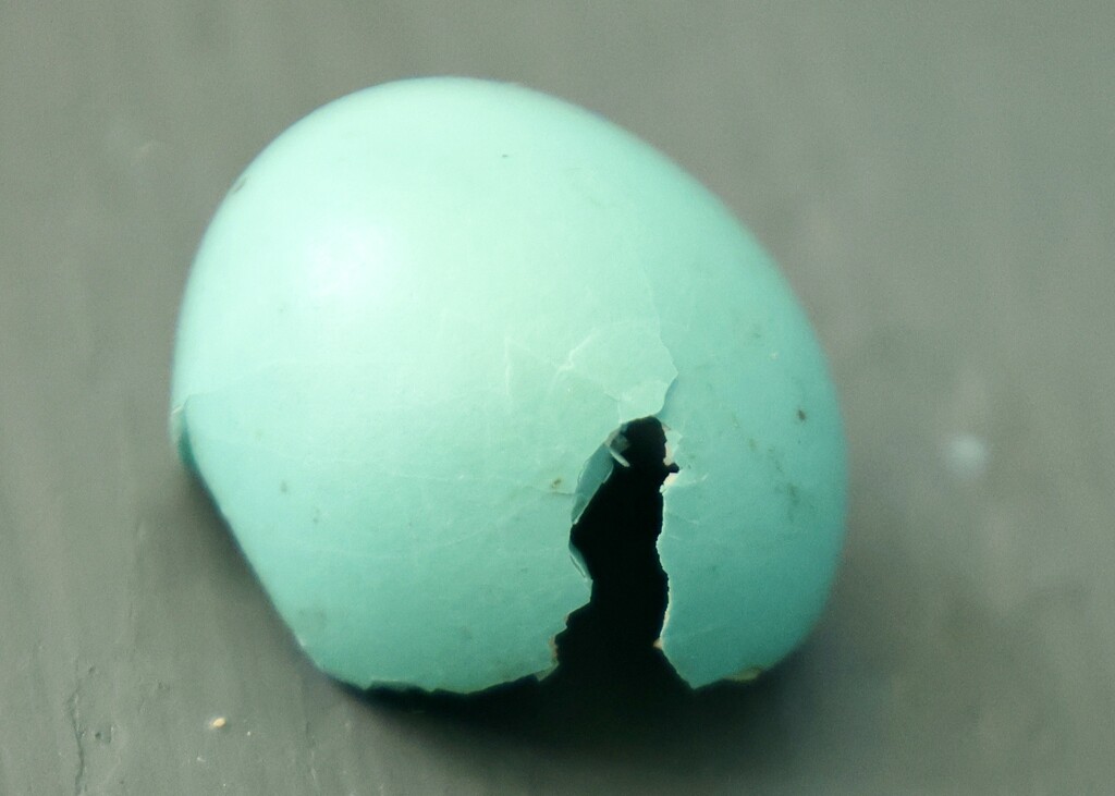 Robin Egg Blue by corinnec