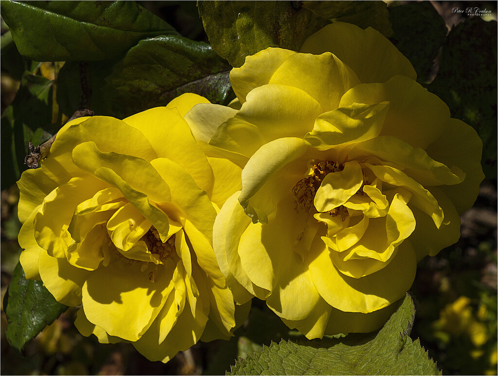 A Pair of Yellow Roses by pcoulson