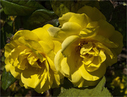 14th Jul 2022 - A Pair of Yellow Roses