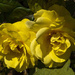 A Pair of Yellow Roses by pcoulson