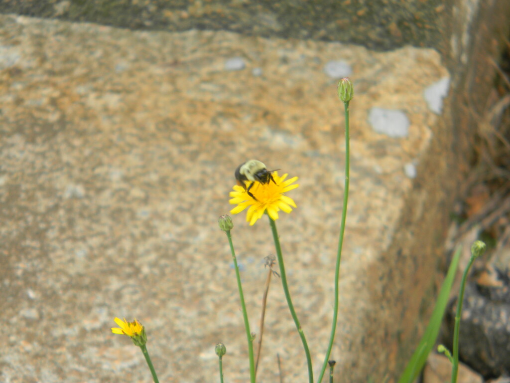 Bee on Dandelion  by sfeldphotos