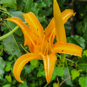14th Jul 2022 - Orange lily