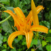 Orange lily by randystreat