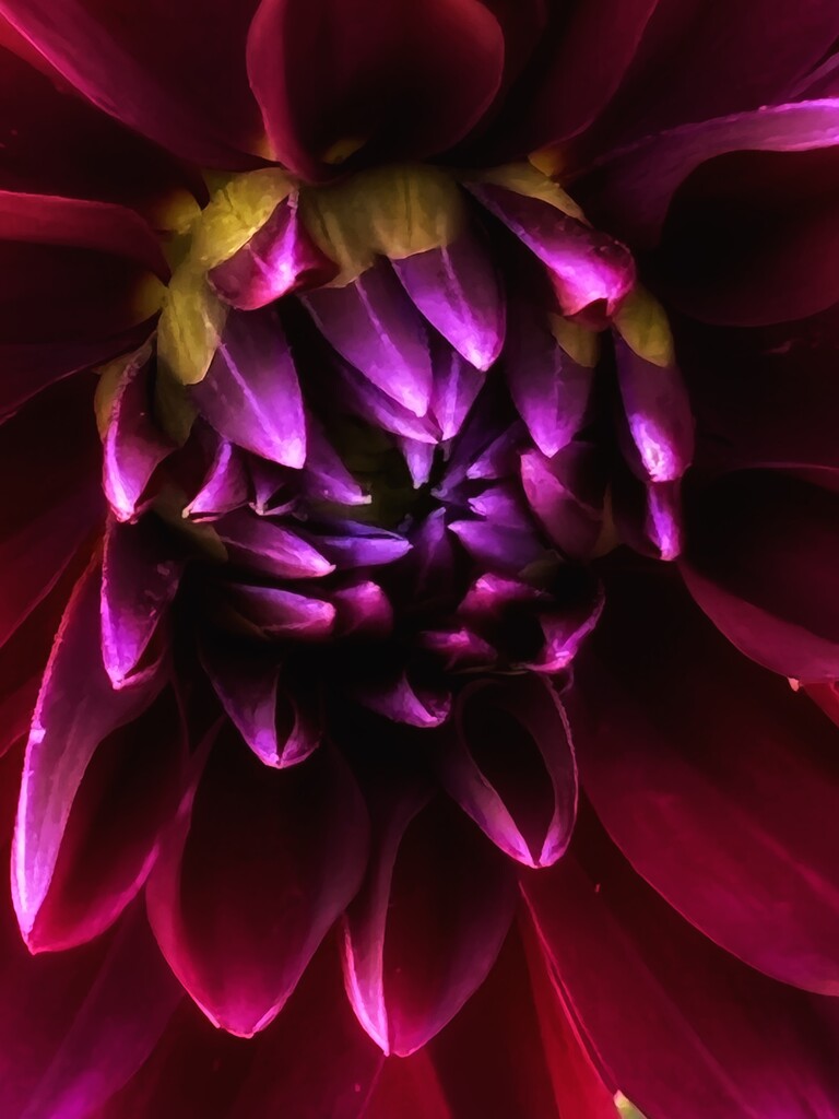 Dahlia is opening by shutterbug49